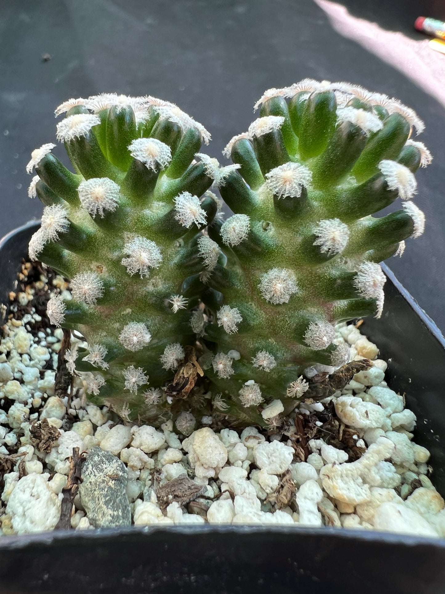 Mammillaria theresae two headed rare cactus