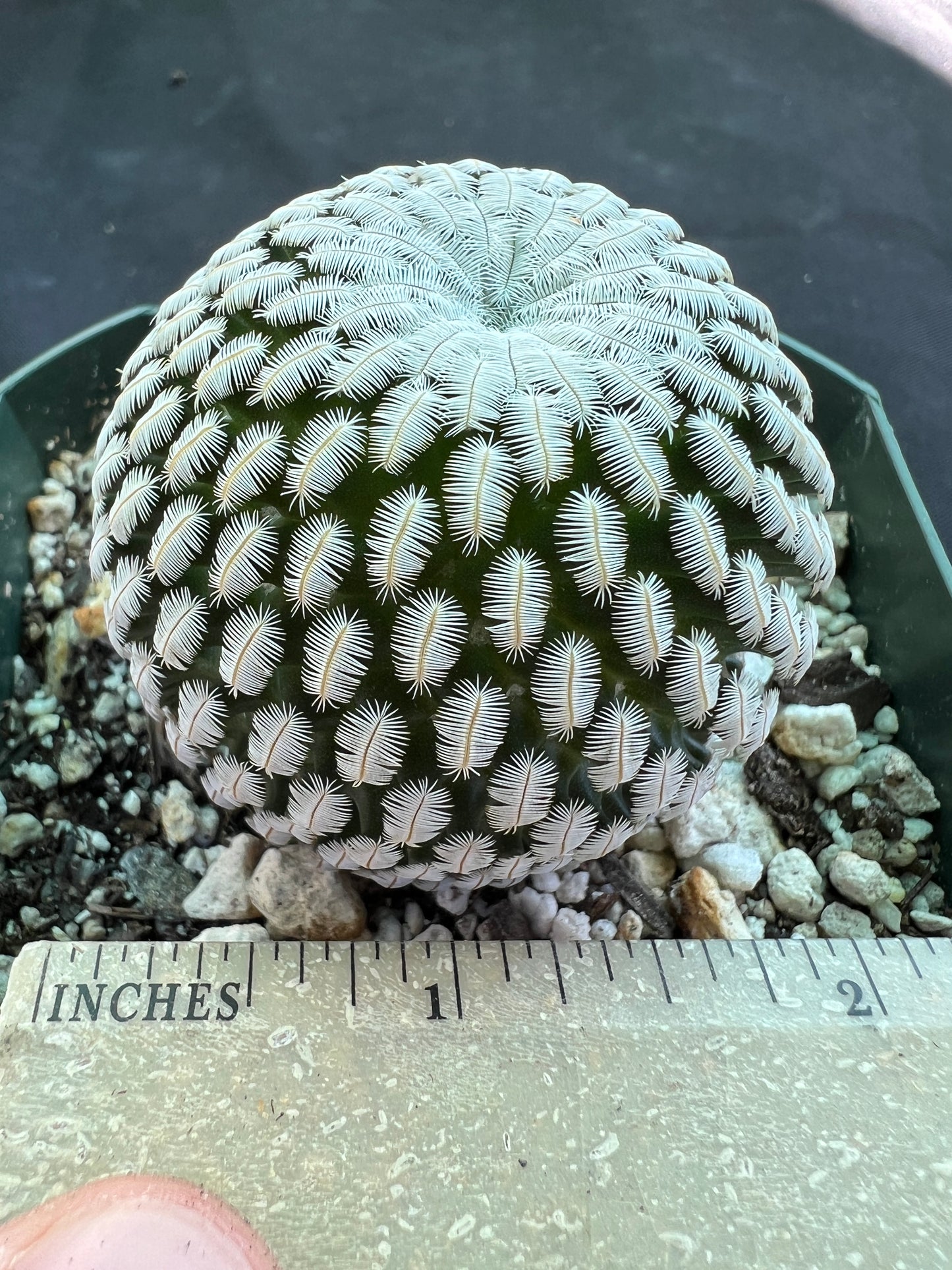 Mammillaria pectinifera rare cactus miniature large old plant