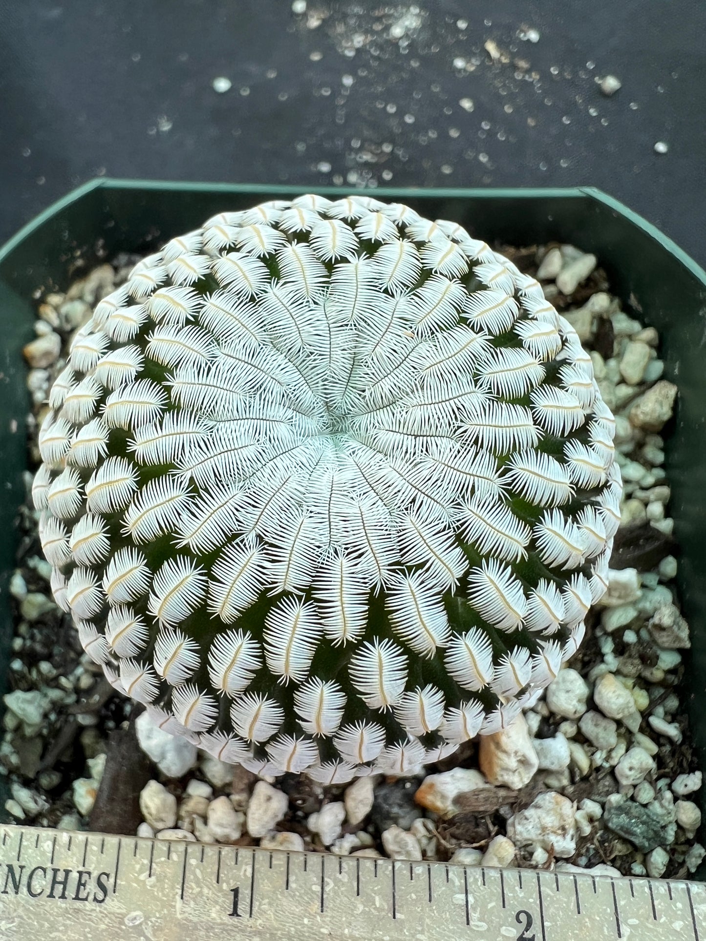 Mammillaria pectinifera rare cactus miniature large old plant