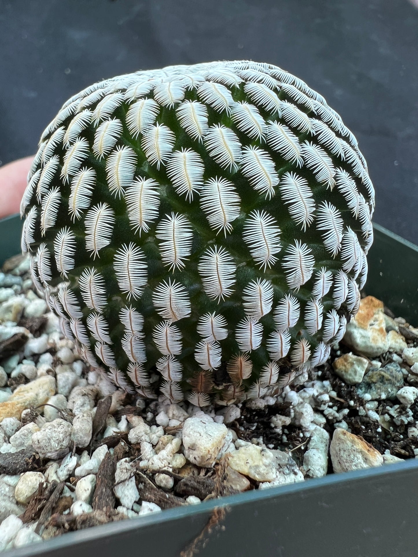 Mammillaria pectinifera rare cactus miniature large old plant