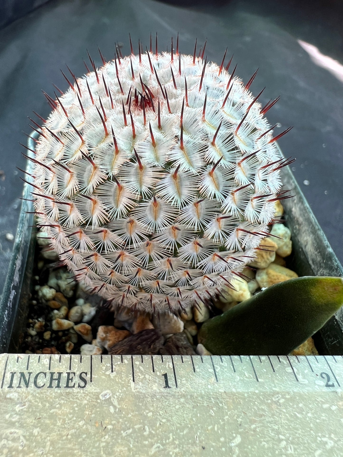 Mammillaria perezdelarosae v. Andersonii rare miniature cactus