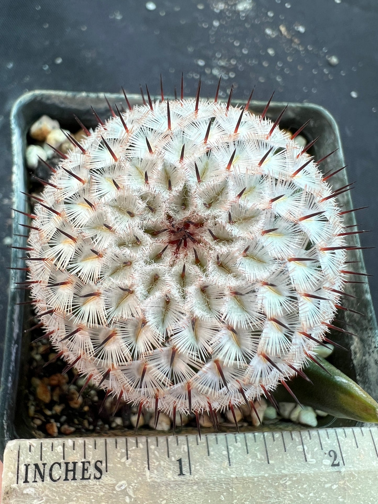 Mammillaria perezdelarosae v. Andersonii rare miniature cactus