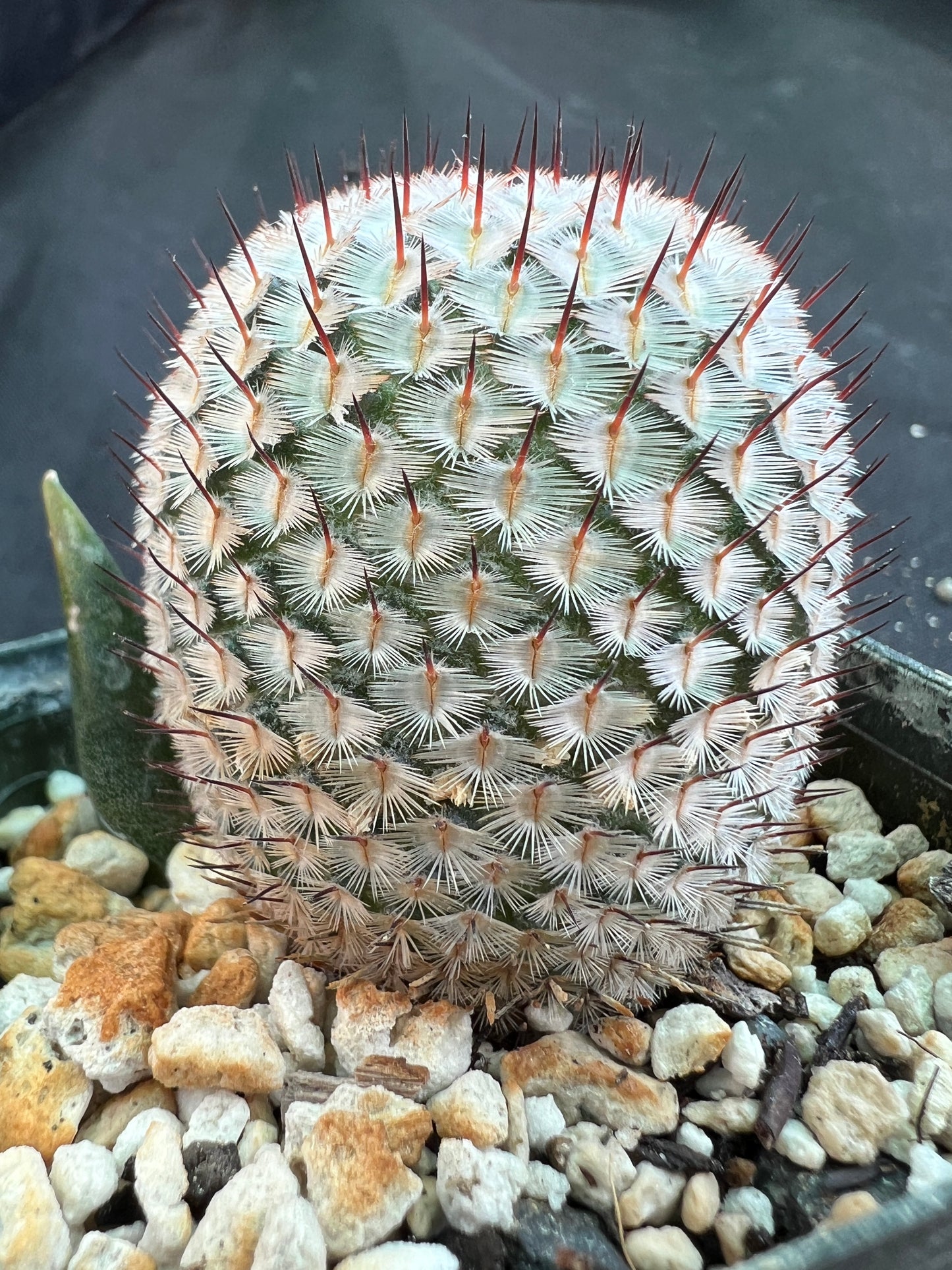 Mammillaria perezdelarosae v. Andersonii rare miniature cactus