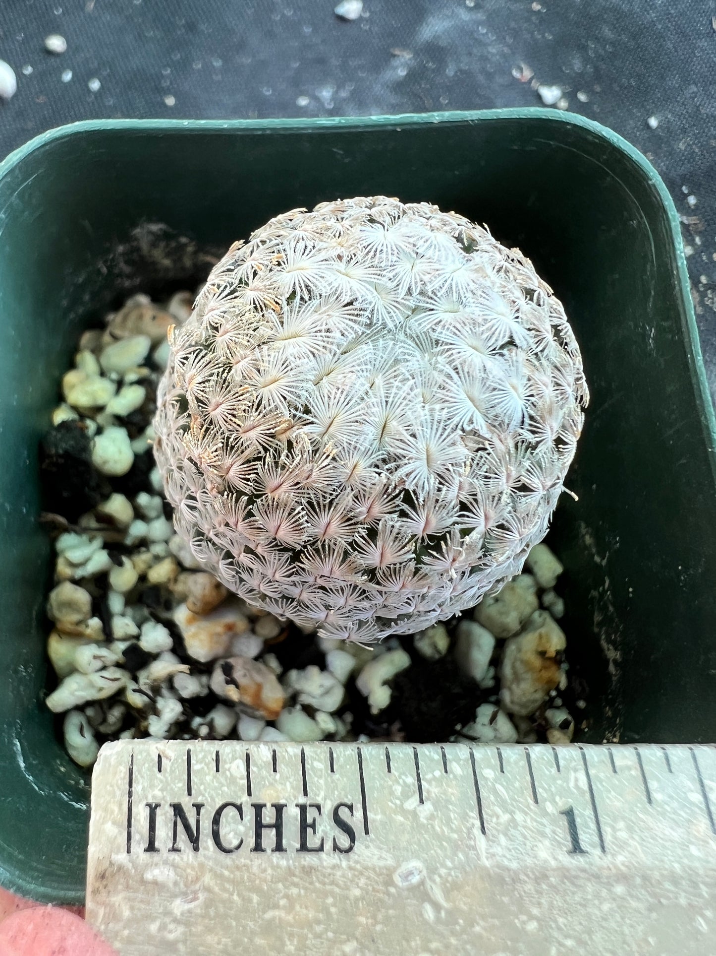 Mammillaria Sanchez mejorade very rare cactus