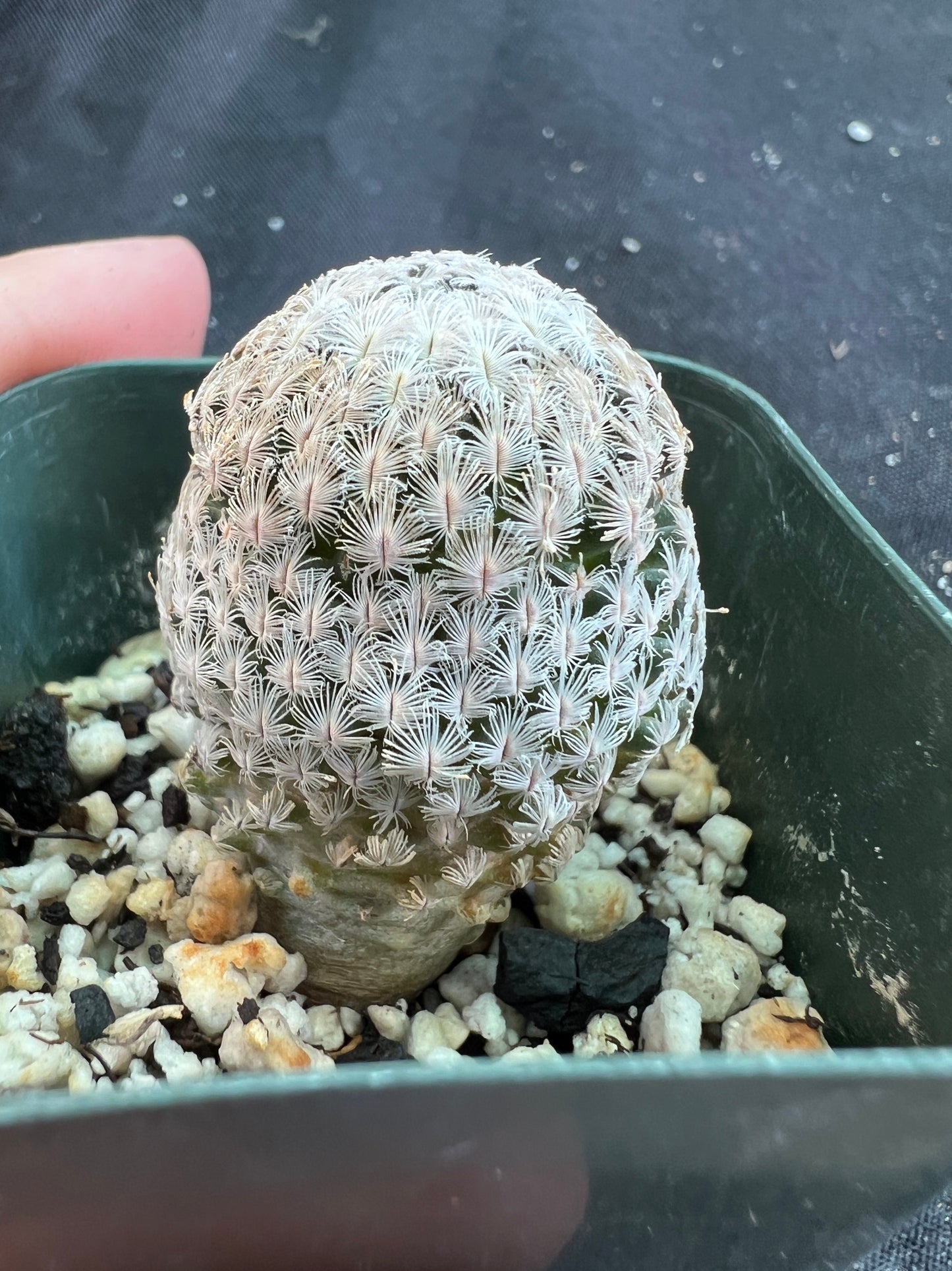 Mammillaria Sanchez mejorade very rare cactus