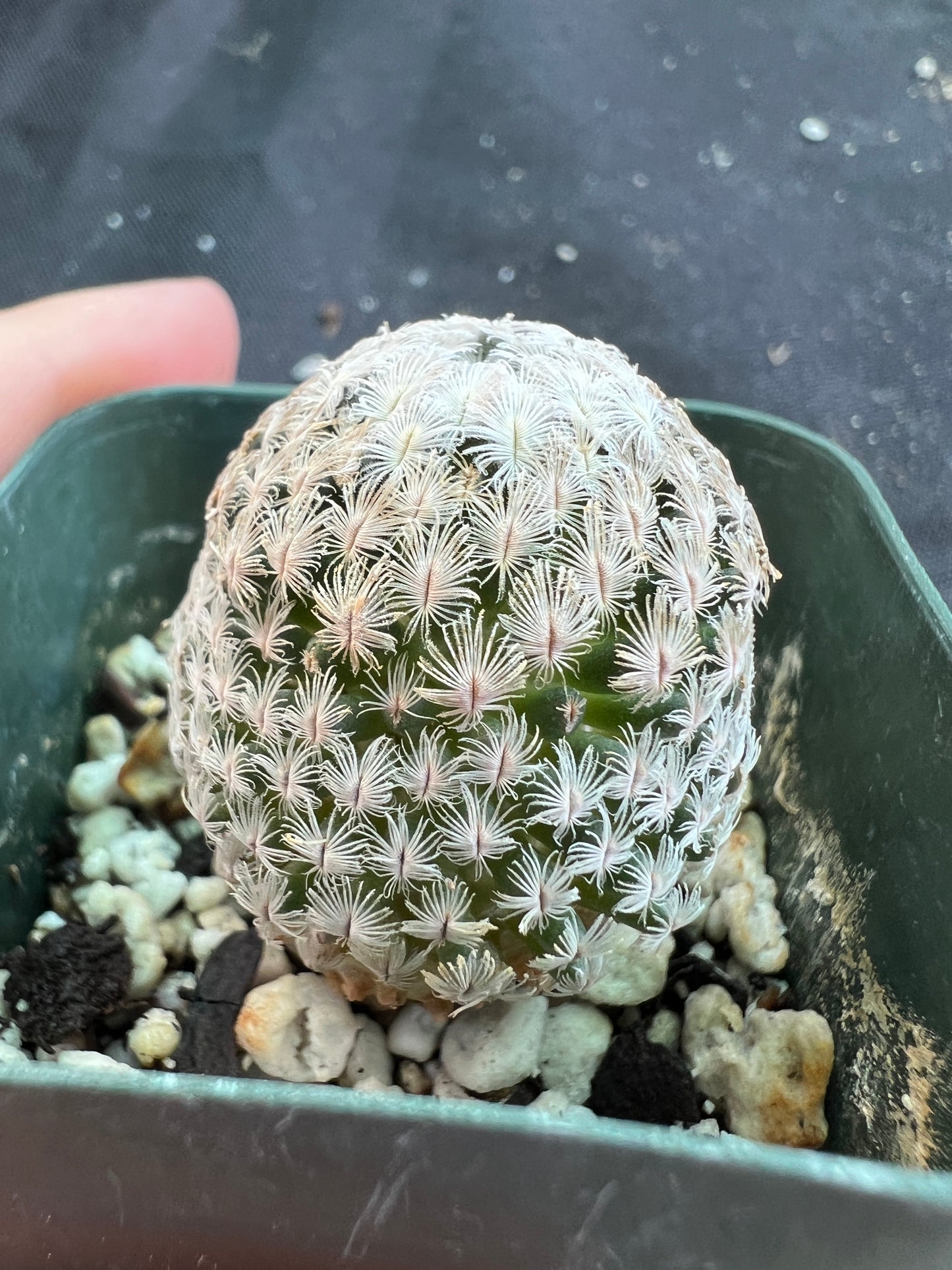 Mammillaria Sanchez mejorade very rare cactus