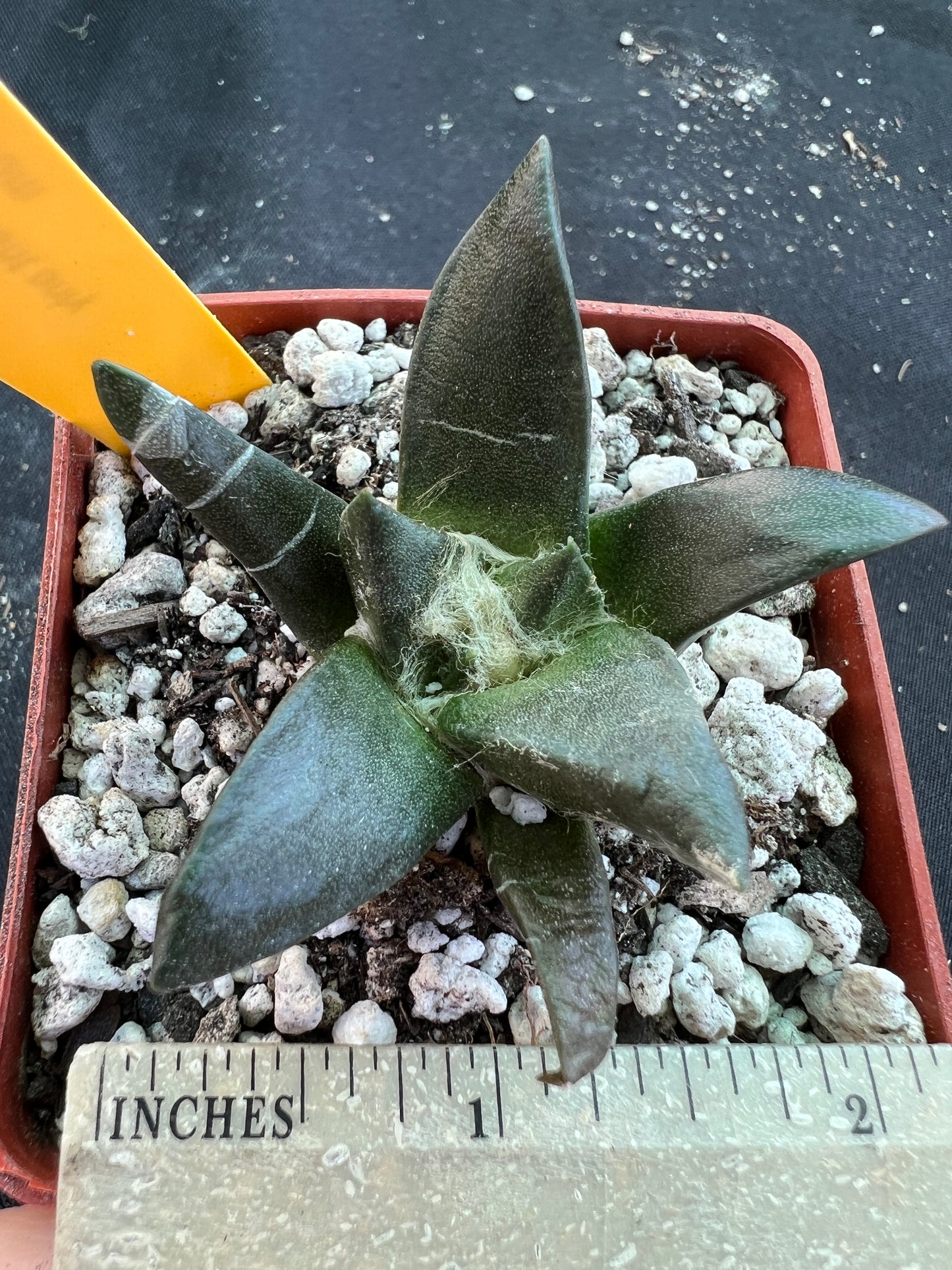 Ariocarpus trigonus v. Horacekii rare miniature cactus