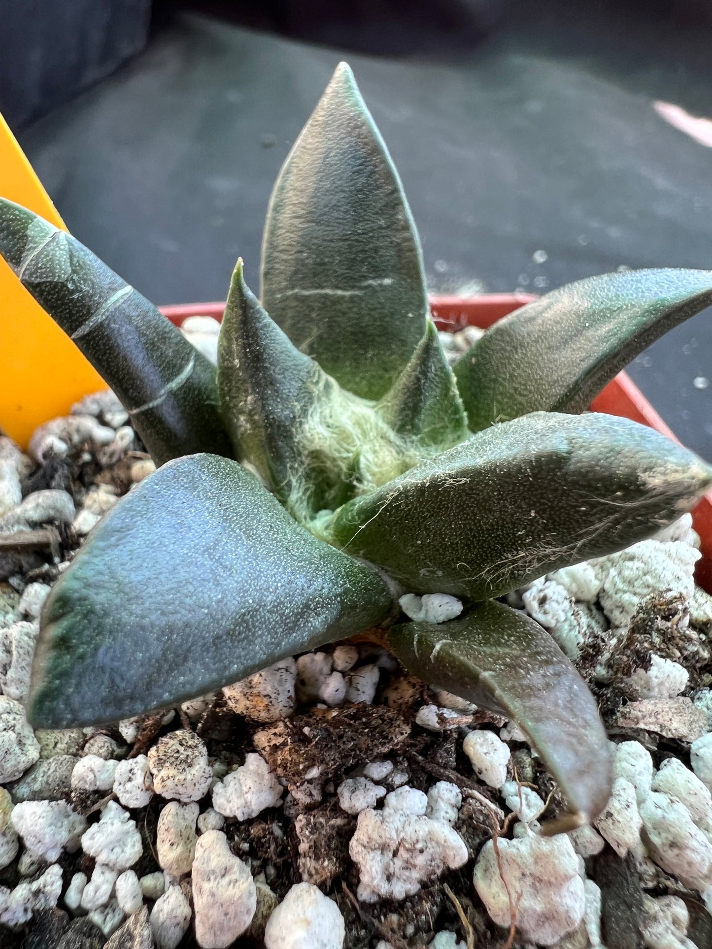 Ariocarpus trigonus v. Horacekii rare miniature cactus