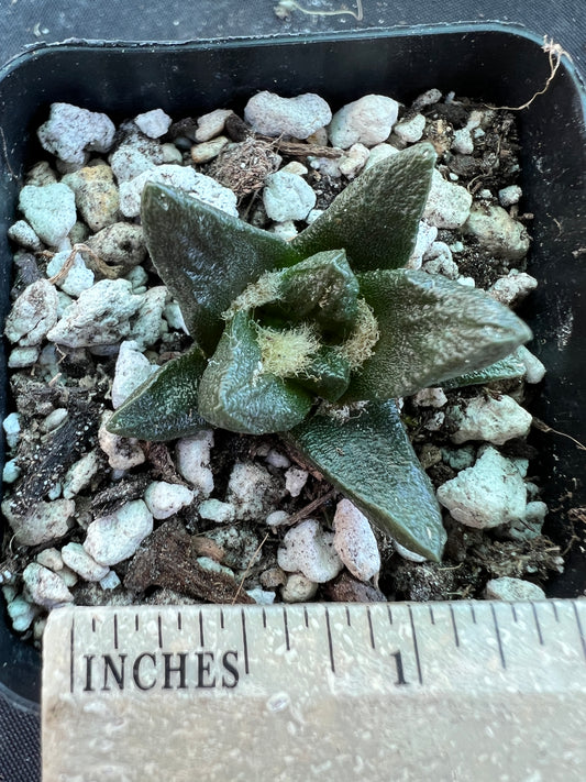 Ariocarpus scapharostris very rare cactus 9 years old