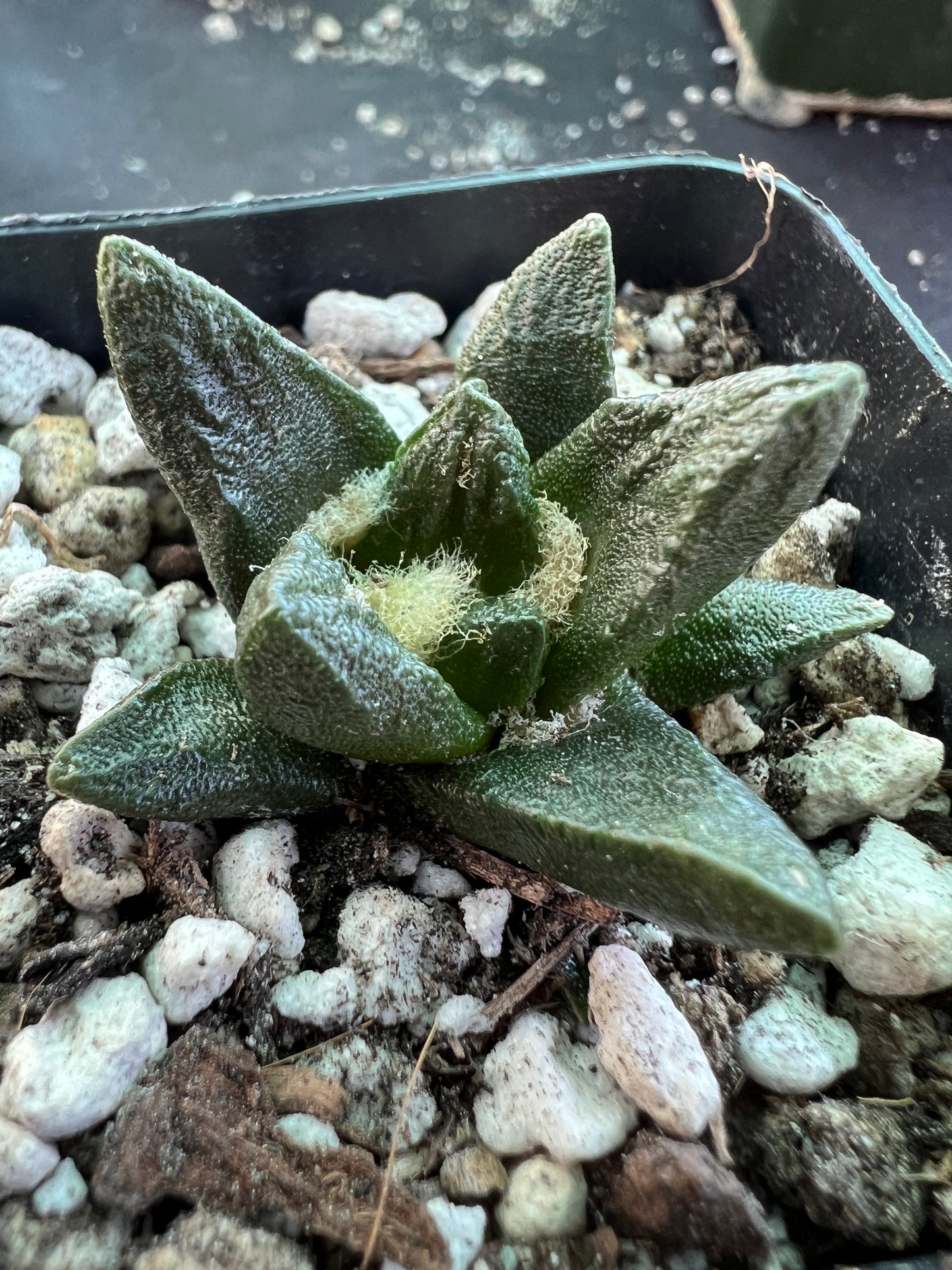 Ariocarpus scapharostris very rare cactus 9 years old