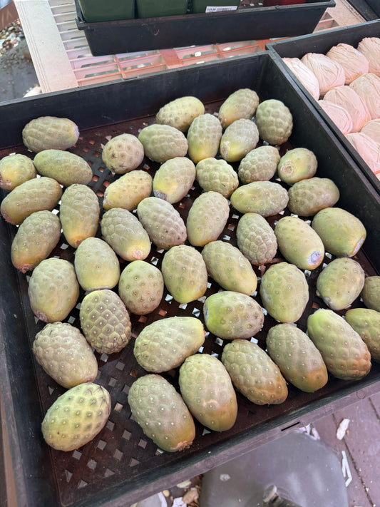 Tephrocactus geometricans x50 bulk deal! Cheap! 7$ a piece