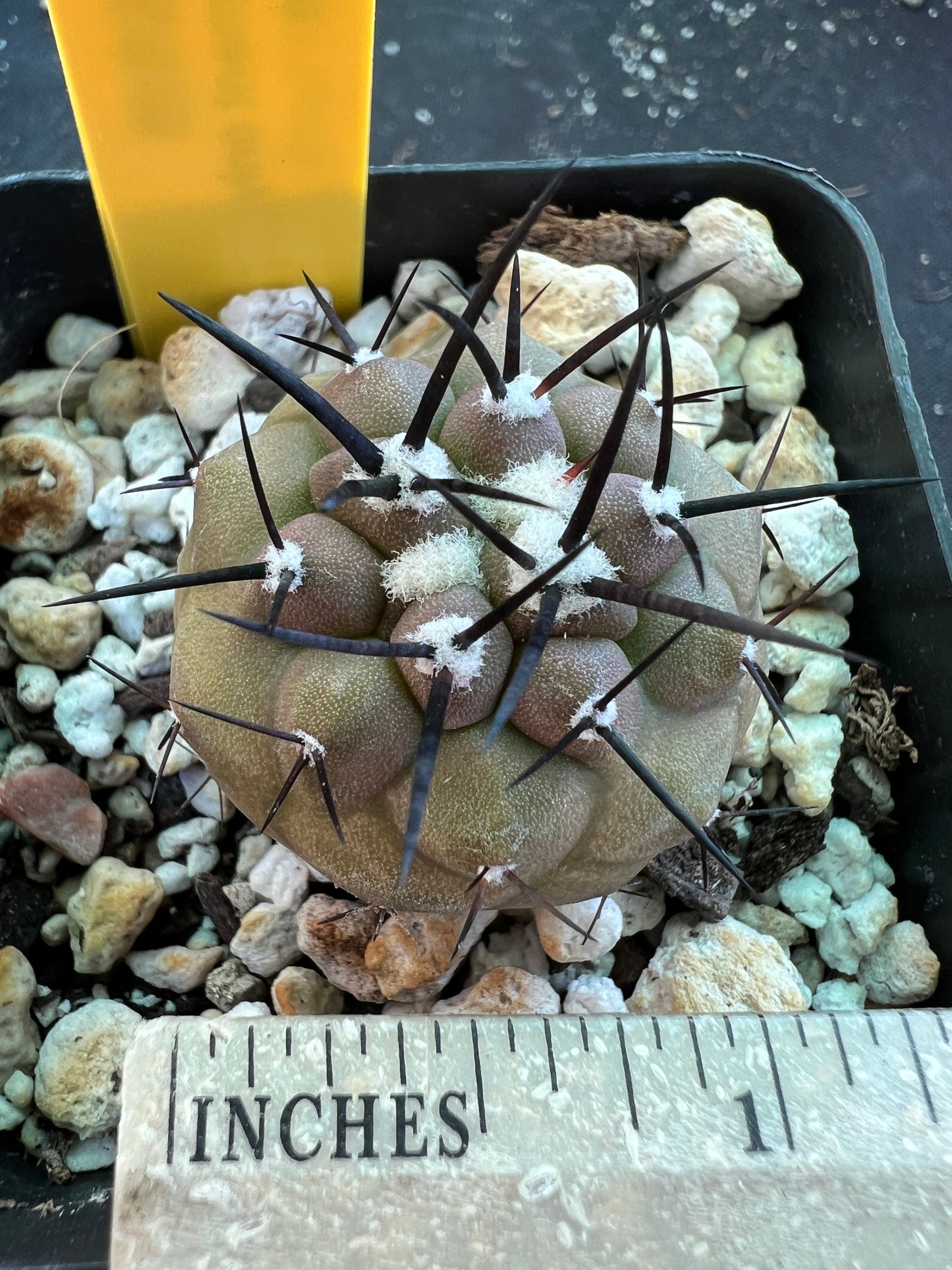 Copiapoa cinerea cactus #1