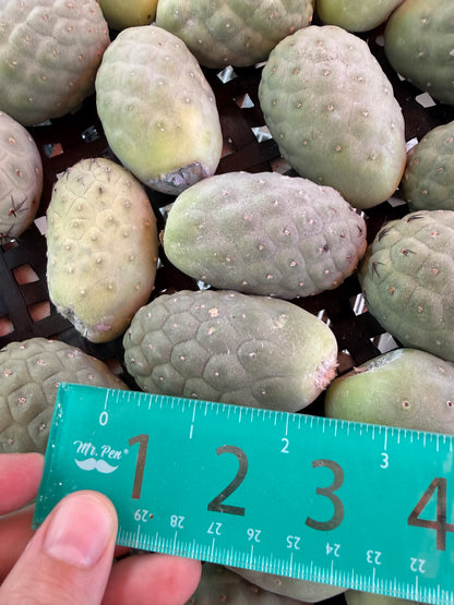 Tephrocactus geometricans bulk deal x25, 8$ a piece