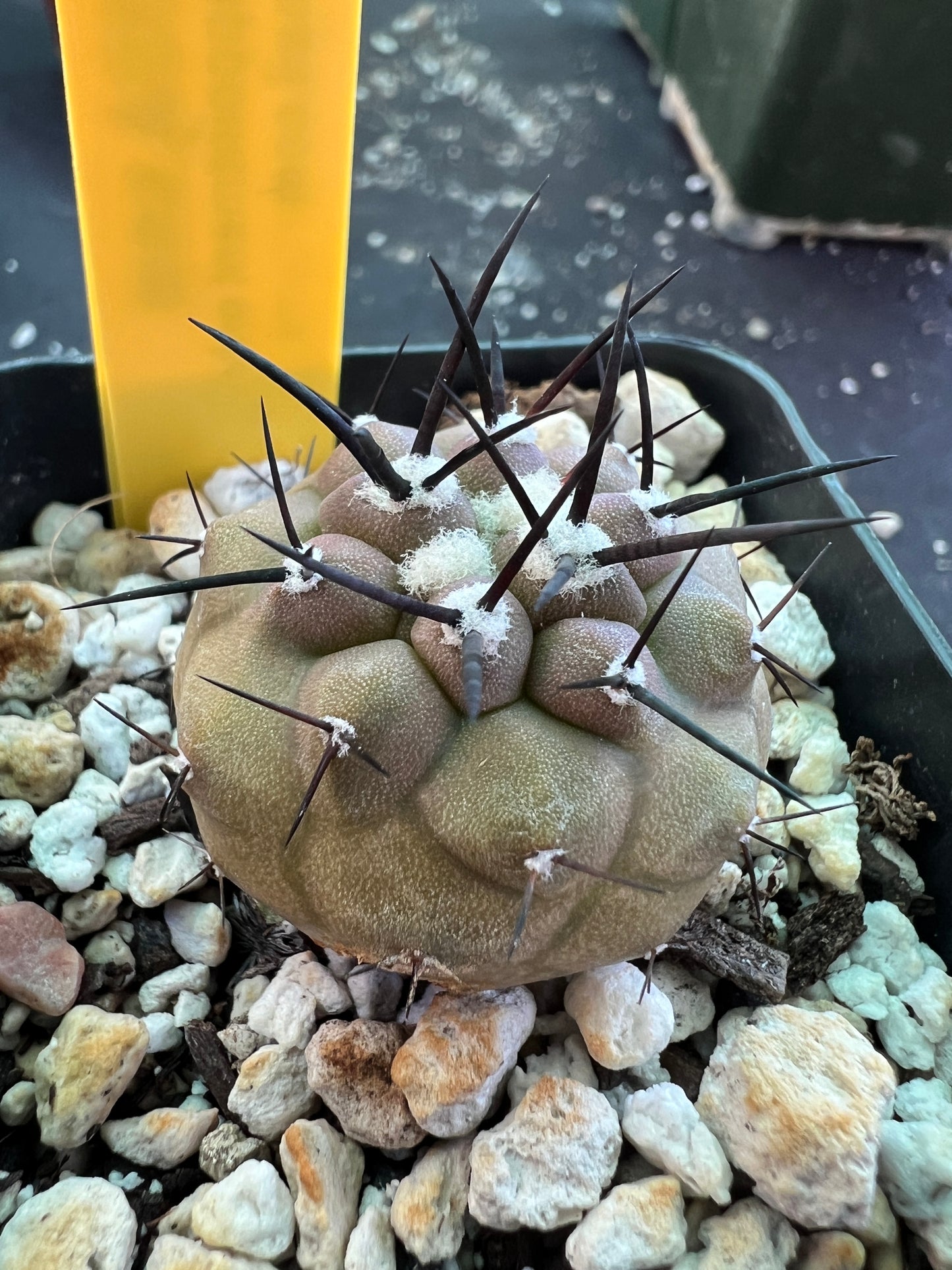 Copiapoa cinerea cactus #1