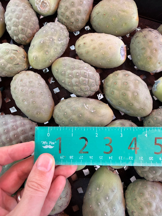 Tephrocactus geometricans bulk deal x25, 8$ a piece