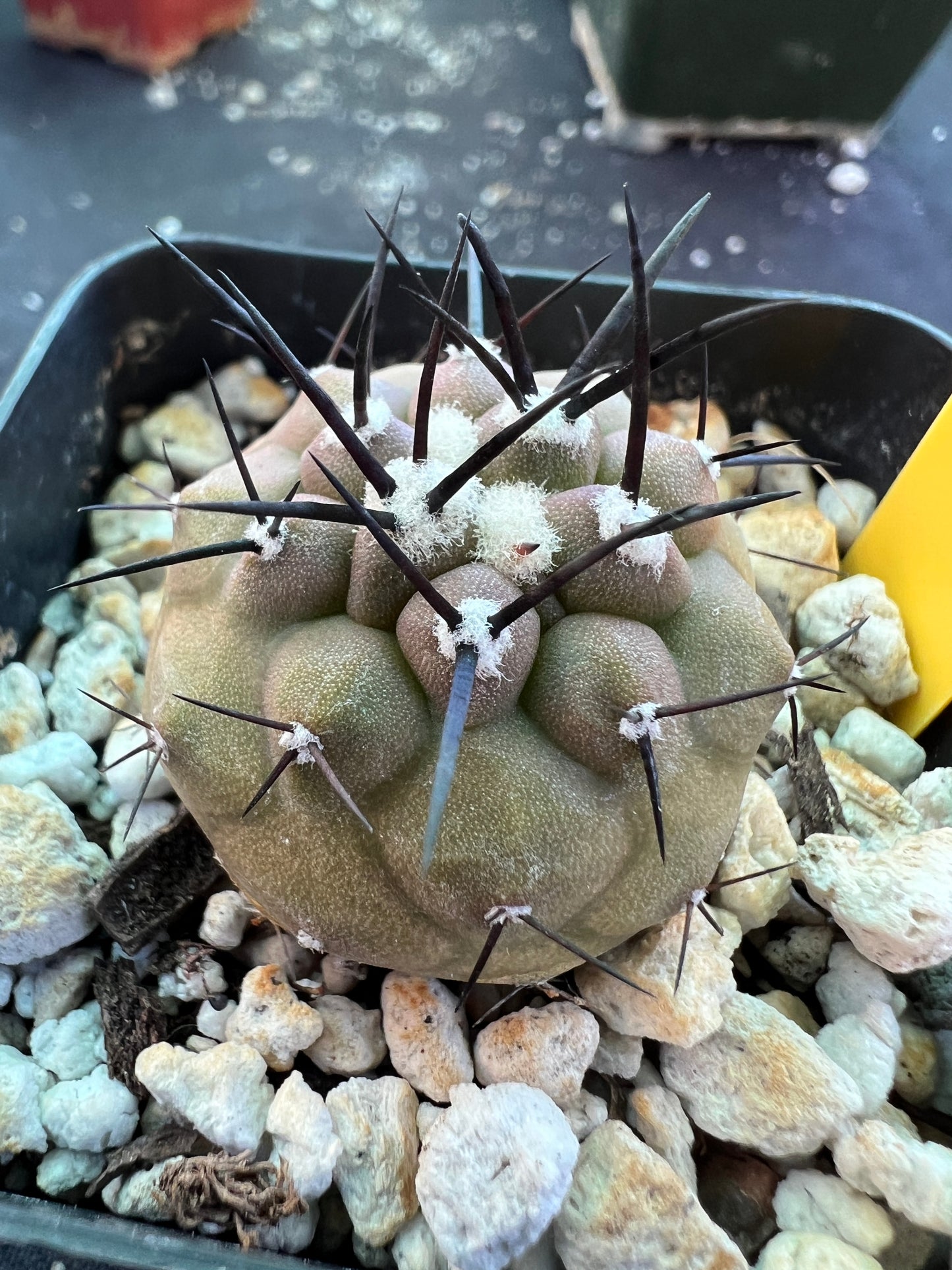 Copiapoa cinerea cactus #1