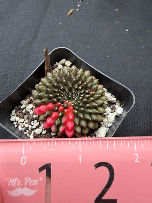 Gymnocalycium variegated inermis crest 745
