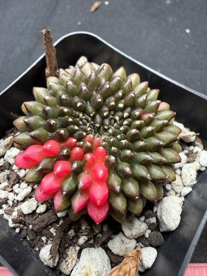 Gymnocalycium variegated inermis crest 745
