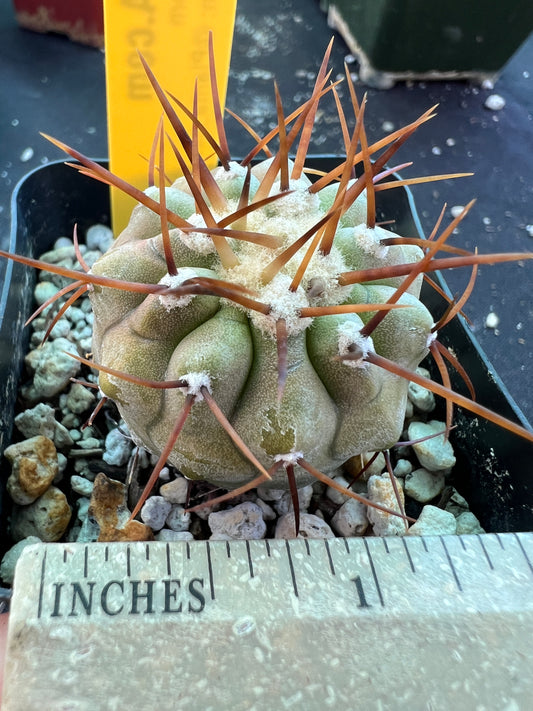 Copiapoa cinerea cactus #2