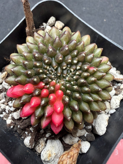 Gymnocalycium variegated inermis crest 745