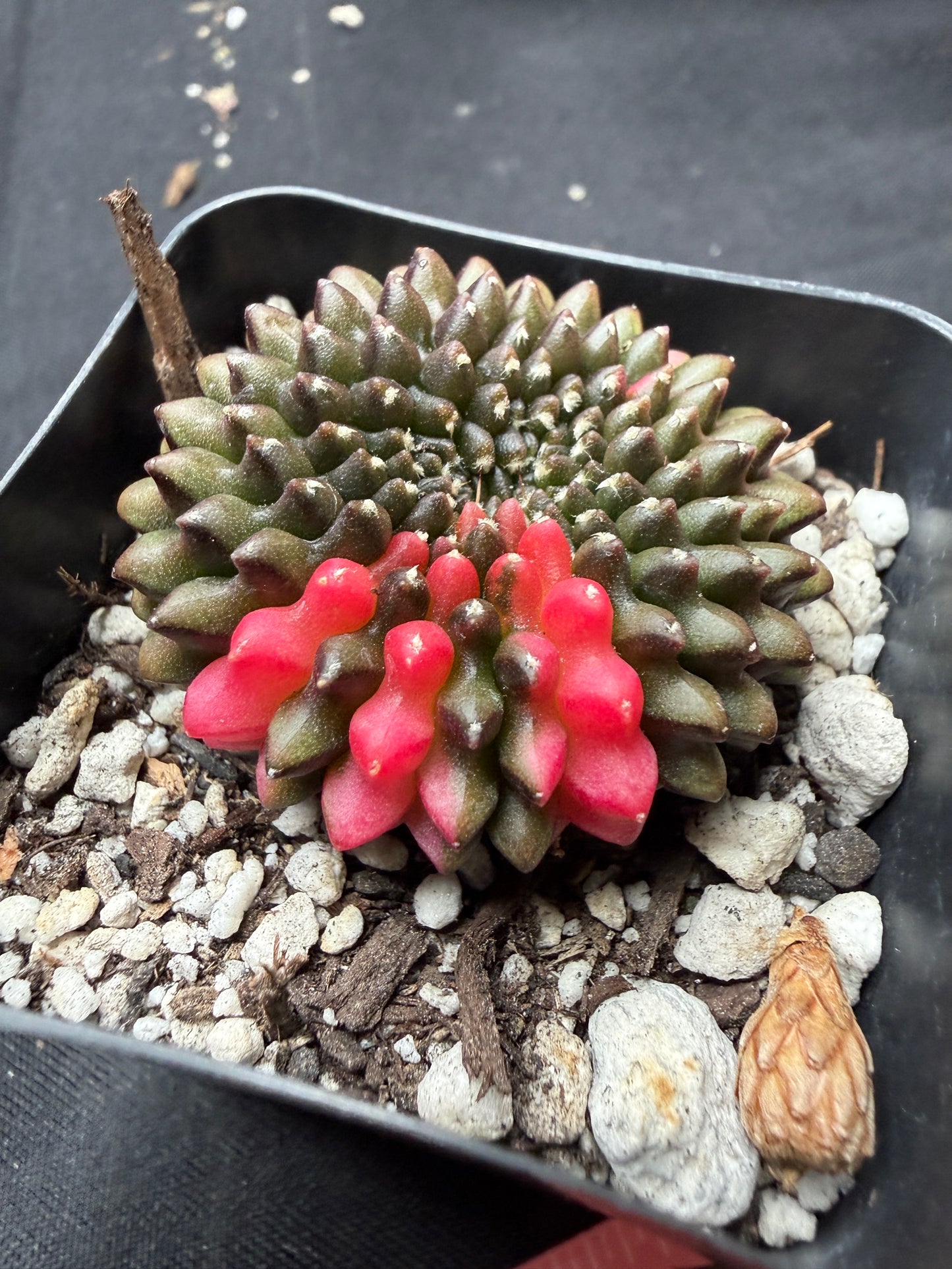 Gymnocalycium variegated inermis crest 745