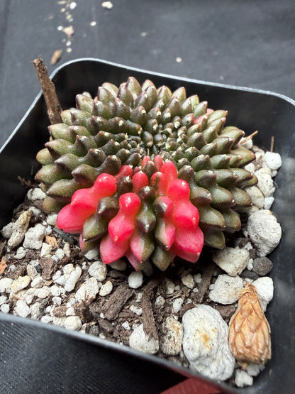Gymnocalycium variegated inermis crest 745