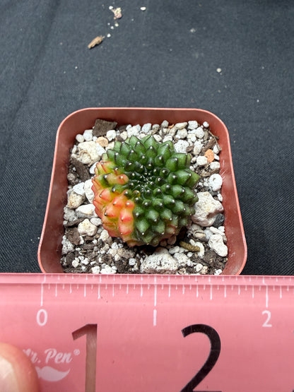 Gymnocalycium variegated inermis crest 43