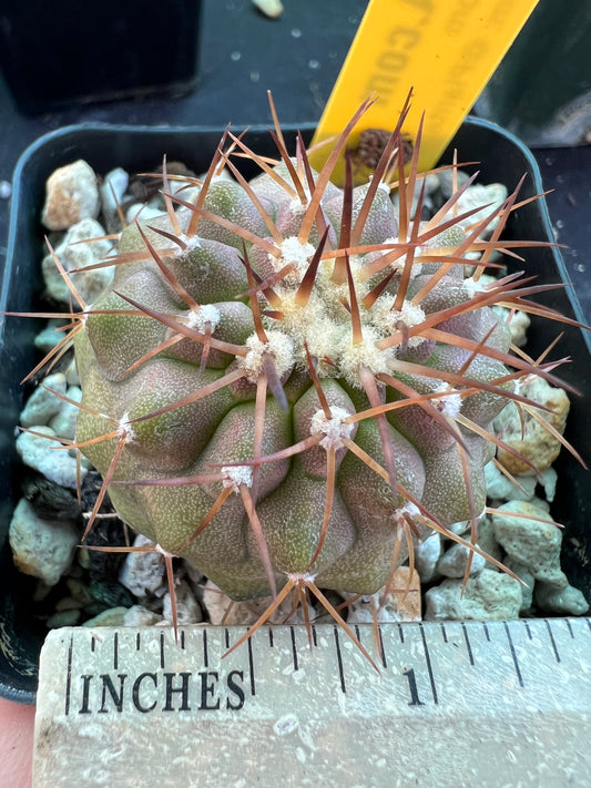 Copiapoa columna alba cactus #1