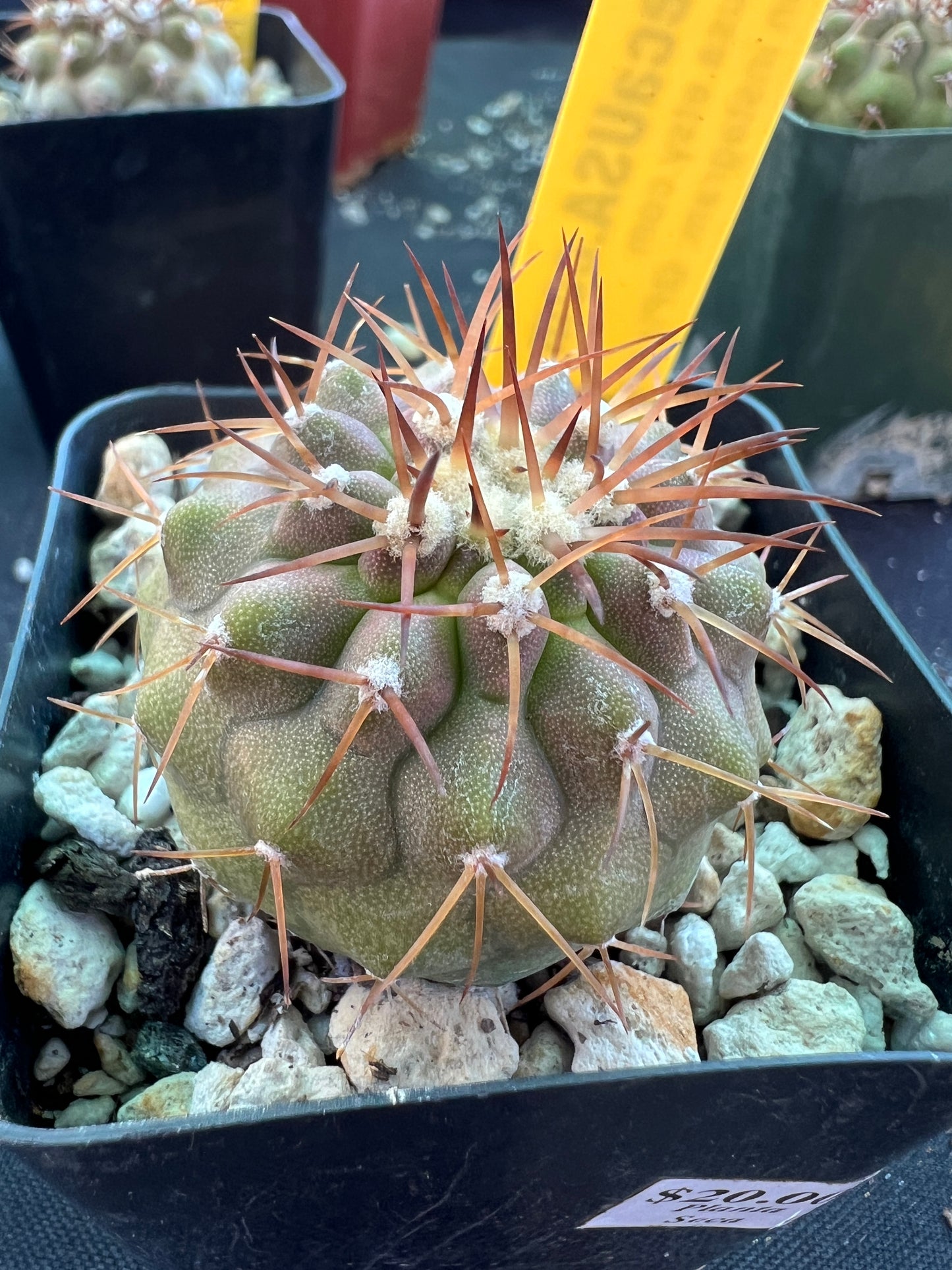 Copiapoa columna alba cactus #1