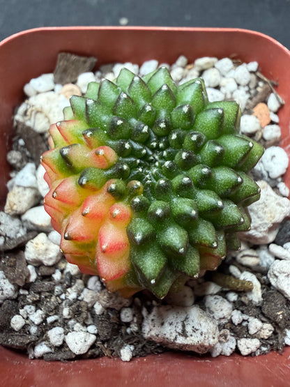Gymnocalycium variegated inermis crest 43