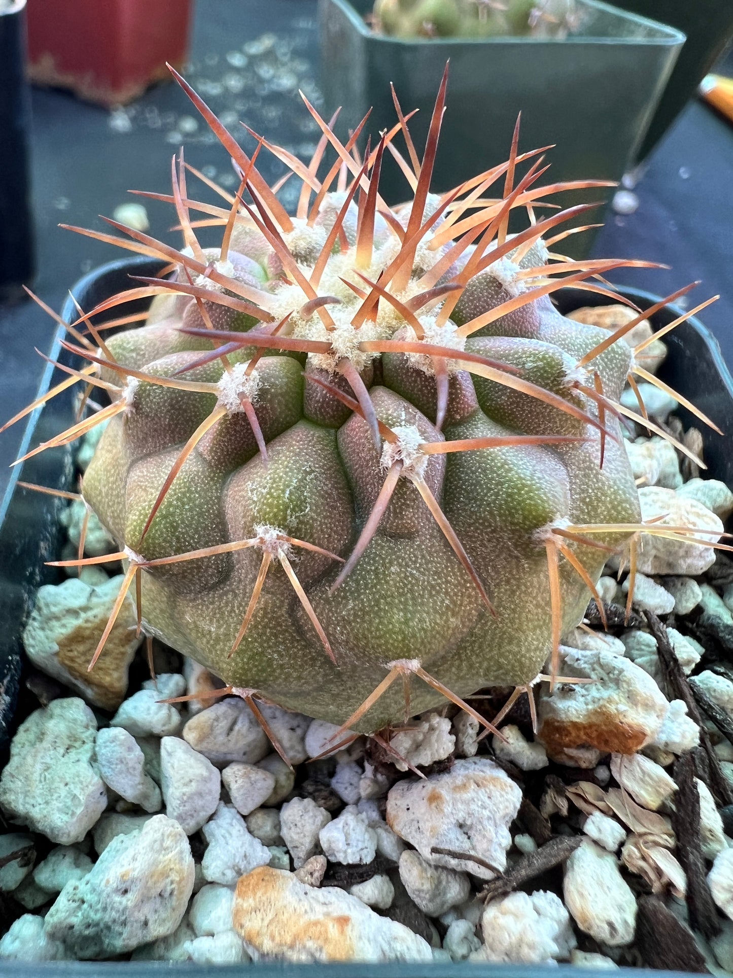 Copiapoa columna alba cactus #1