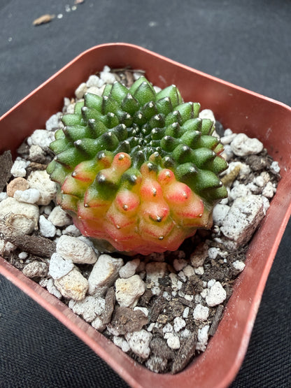 Gymnocalycium variegated inermis crest 43