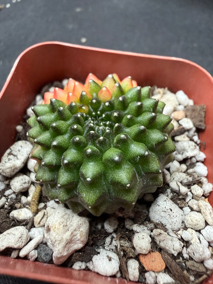 Gymnocalycium variegated inermis crest 43