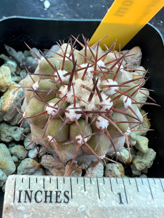 Copiapoa columna alba cactus #2