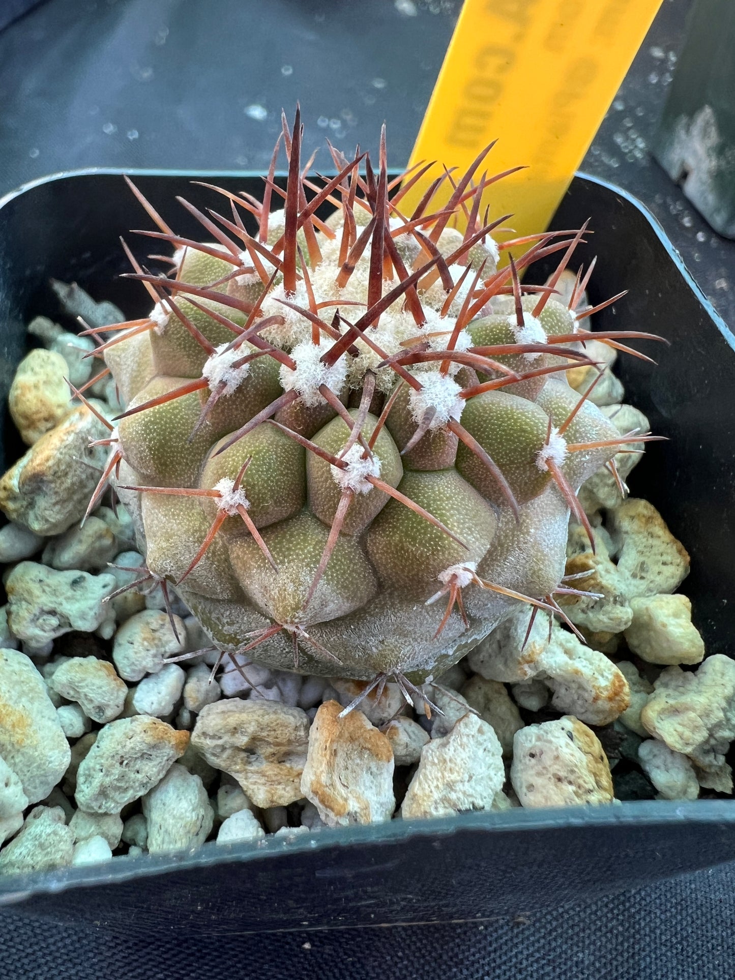 Copiapoa columna alba cactus #2