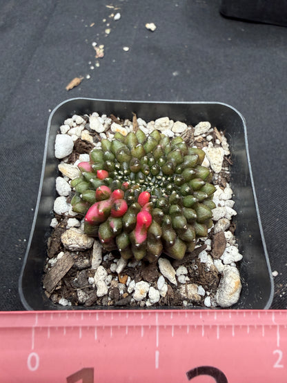 Gymnocalycium variegated inermis crest 520