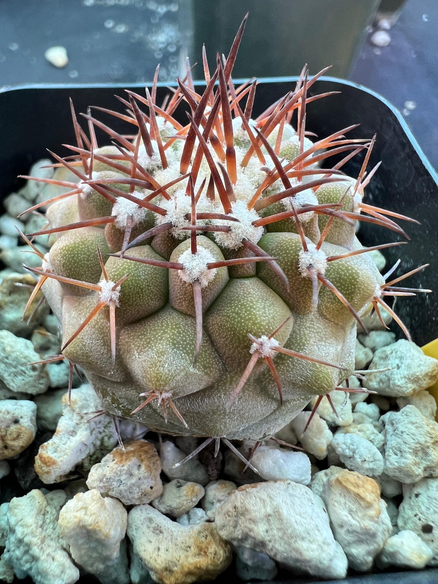 Copiapoa columna alba cactus #2