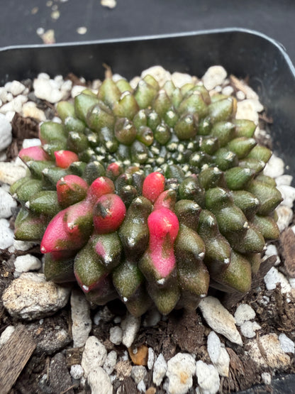 Gymnocalycium variegated inermis crest 520