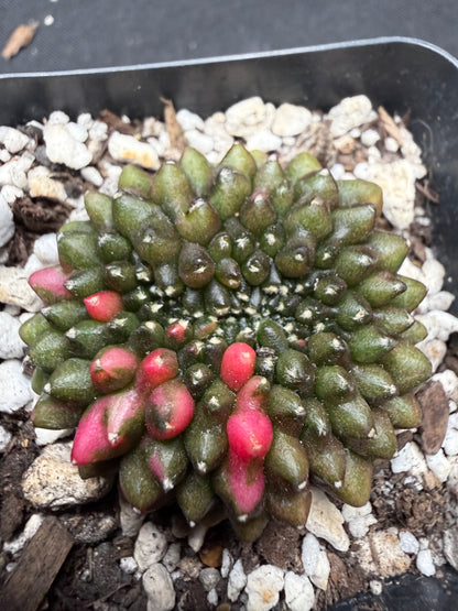 Gymnocalycium variegated inermis crest 520