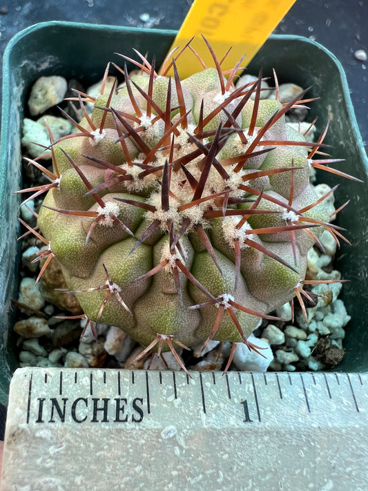 Copiapoa columna alba cactus #3