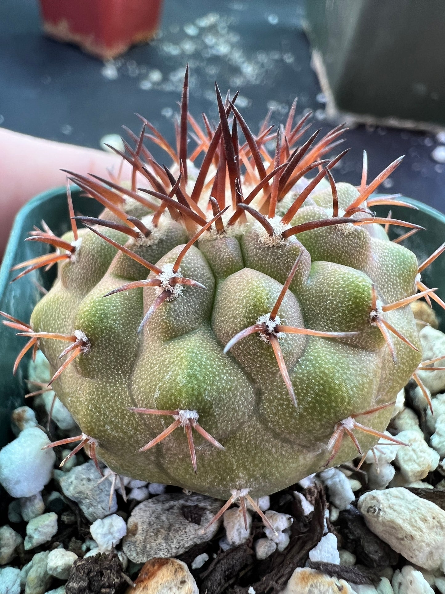 Copiapoa columna alba cactus #3