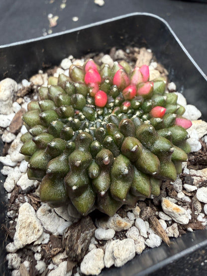 Gymnocalycium variegated inermis crest 520