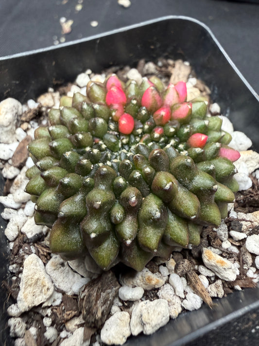 Gymnocalycium variegated inermis crest 520