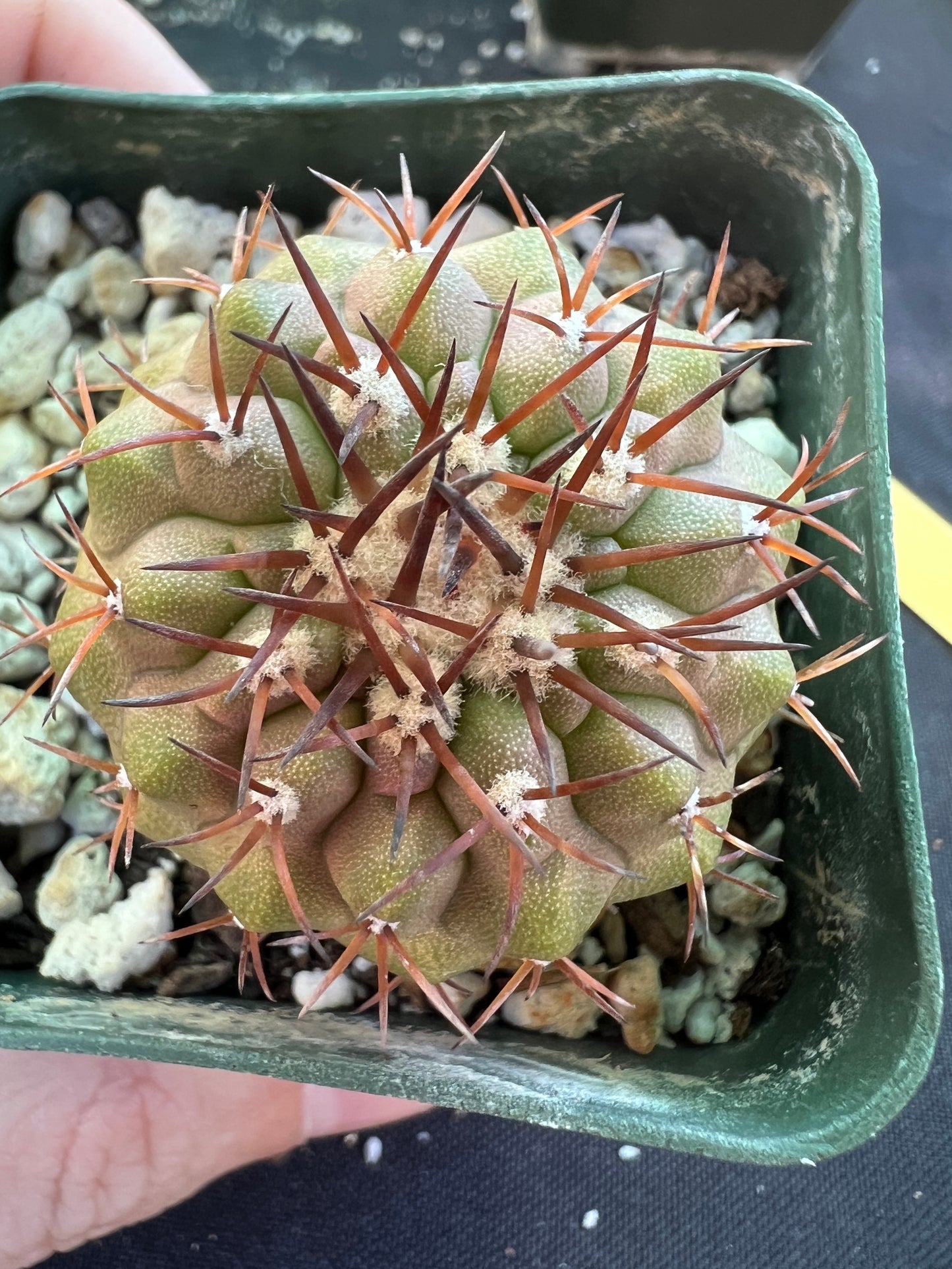 Copiapoa columna alba cactus #3