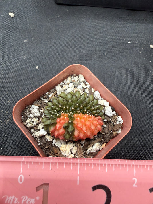 Gymnocalycium variegated inermis crest 4014