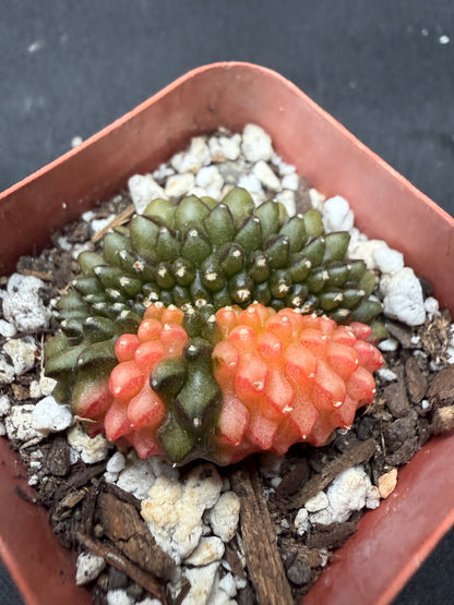 Gymnocalycium variegated inermis crest 4014
