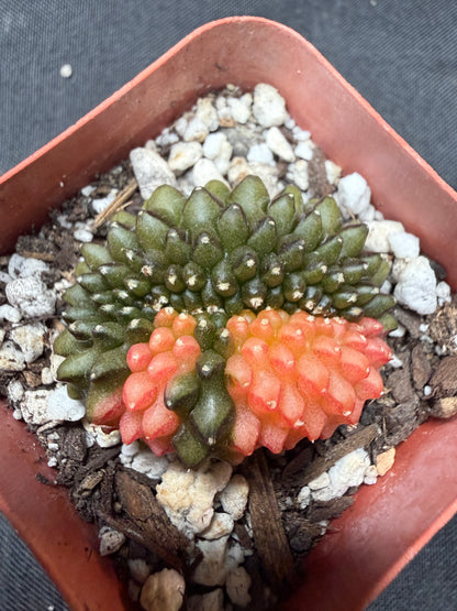 Gymnocalycium variegated inermis crest 4014