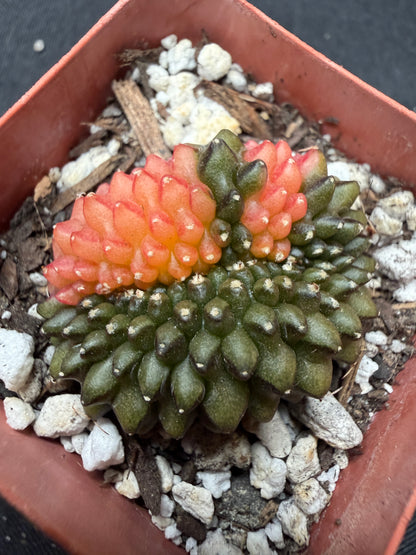 Gymnocalycium variegated inermis crest 4014