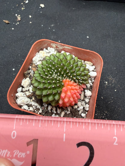 Gymnocalycium variegated inermis crest 1129
