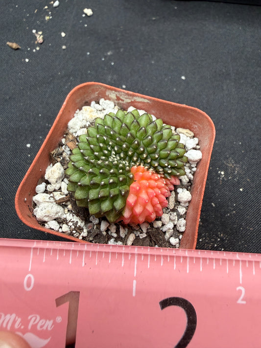 Gymnocalycium variegated inermis crest 1129